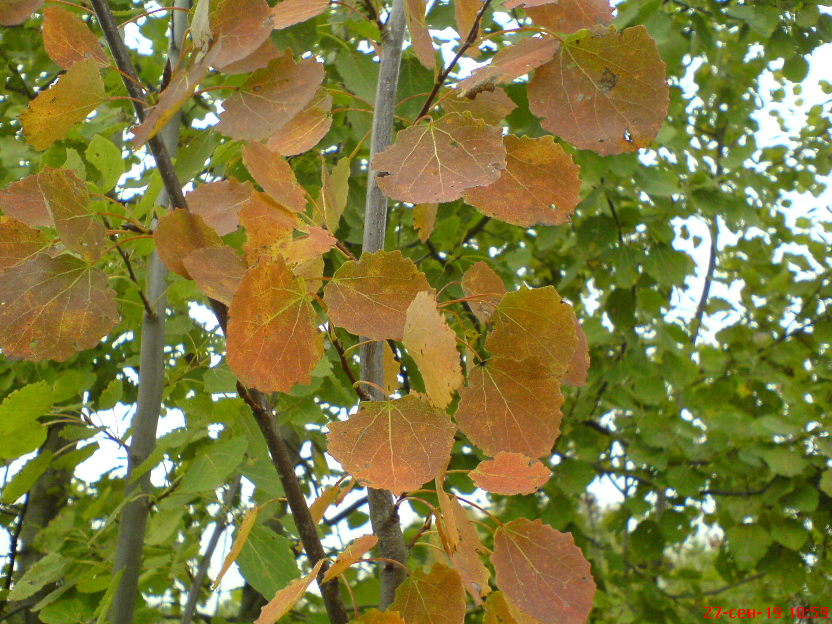 листья осины фото осенью